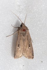 Noctuidae