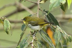 Zosterops novaeguineae