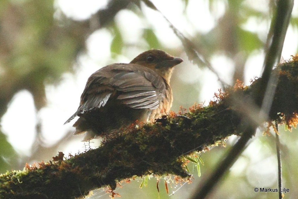 MacGregor's Bowerbird photo