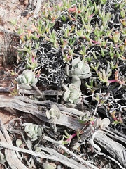 Adromischus caryophyllaceus