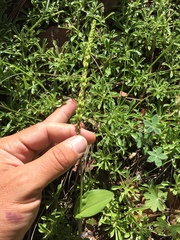 Malaxis macrostachya