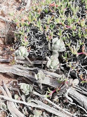 Adromischus caryophyllaceus
