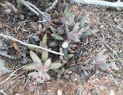 Adromischus filicaulis