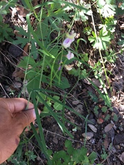Lathyrus graminifolius