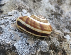 Pseudotachea splendida