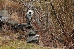 Semnopithecus schistaceus