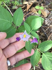 Solanum stoloniferum