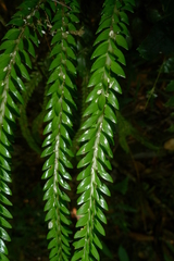 Phlegmariurus phlegmarioides