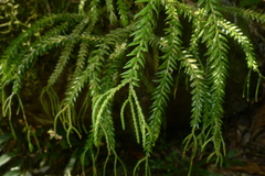 Phlegmariurus phlegmaria