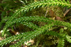 Phlegmariurus phlegmaria