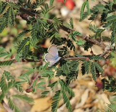 Echinargus isola