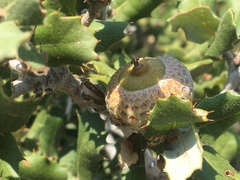Coccifera