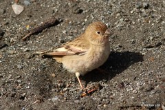 Bucanetes mongolicus