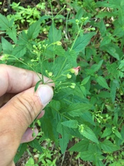 Scrophularia parviflora
