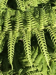 Cyatheales