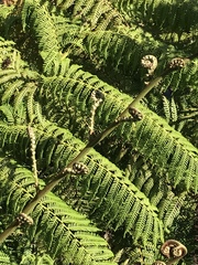 Cyatheales
