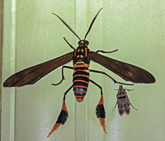 Horama panthalon texana