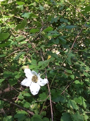 Rubus neomexicanus