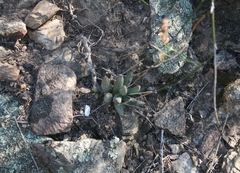 Adromischus filicaulis