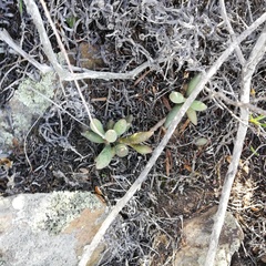 Adromischus filicaulis