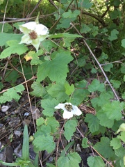Rubus neomexicanus