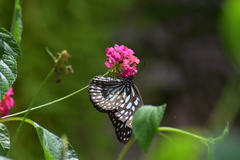 Tirumala septentrionis