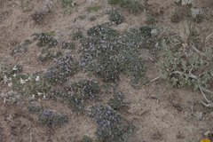 Astragalus kentrophyta tegetarius