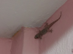 Hemidactylus turcicus