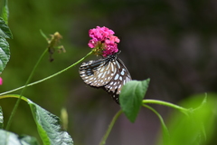Tirumala septentrionis