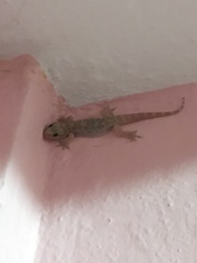 Hemidactylus turcicus