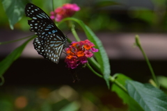 Tirumala septentrionis