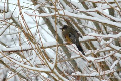 Trochalopteron variegatum