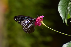 Tirumala septentrionis
