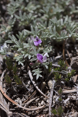 Astragalus kentrophyta tegetarius