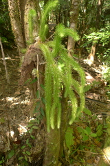 Phlegmariurus squarrosus