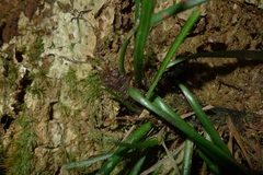 Haplopteris elongata