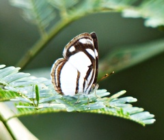 Dynamine athemon athemaena