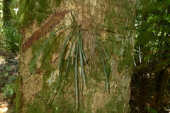 Haplopteris elongata