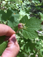 Rubus neomexicanus