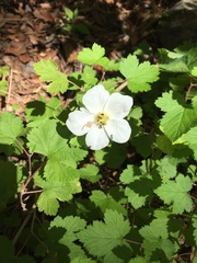 Rubus neomexicanus