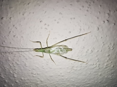 Oecanthus leptogrammus