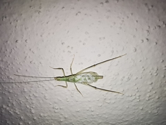 Oecanthus leptogrammus