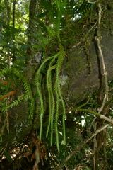 Phlegmariurus carinatus