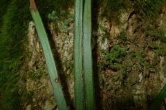 Haplopteris elongata