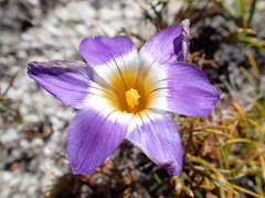 Romulea atrandra esterhuyseniae