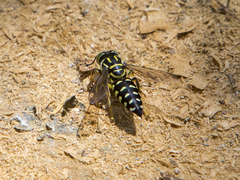 Stictia