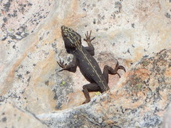 Hemicordylus capensis