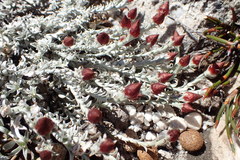 Syncarpha canescens tricolor