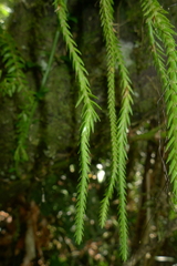 Phlegmariurus carinatus