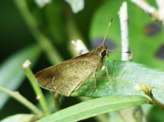 Synapte malitiosa antistia